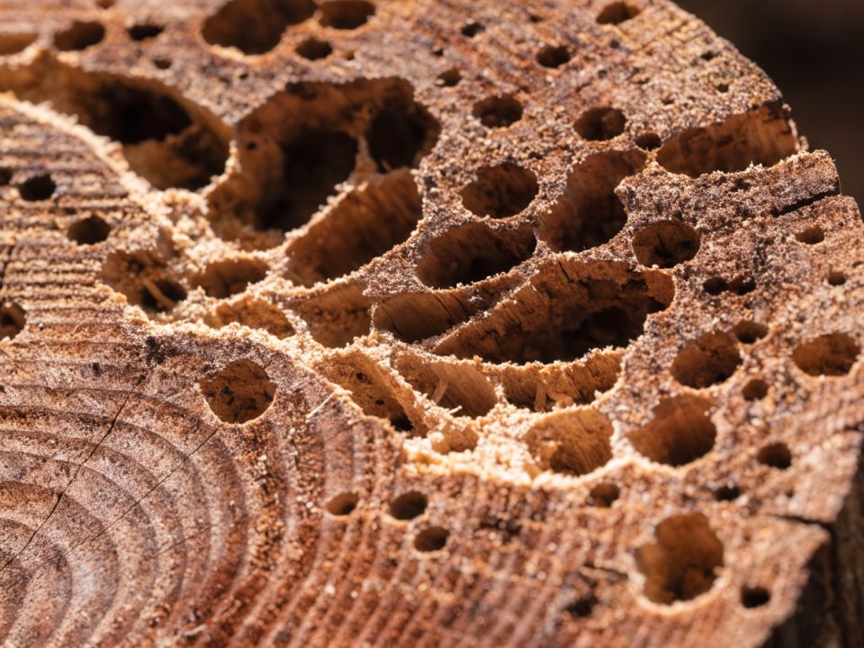Madera apolillada por la carcoma con galerías y serrín