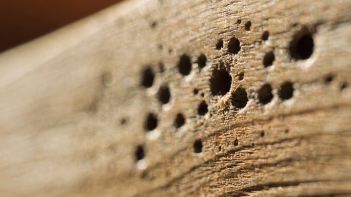 Pequeños orificios de salida de carcoma en madera
