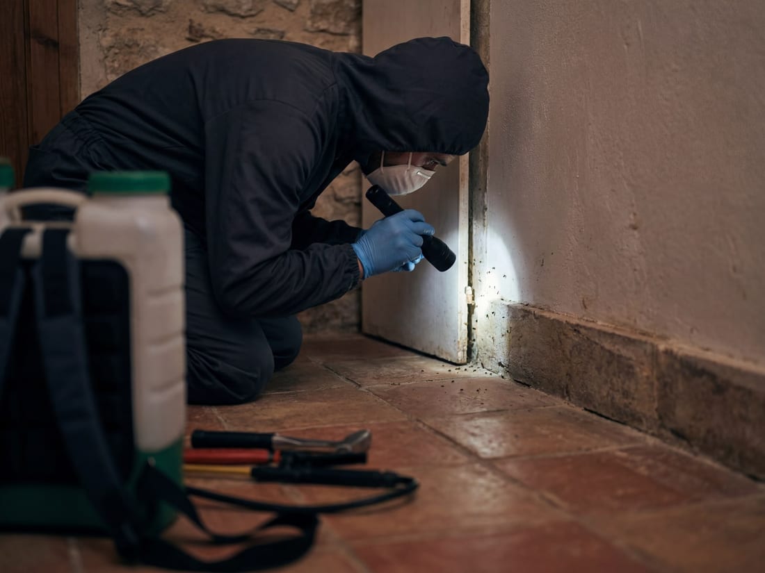 Técnico de control de plagas inspeccionando con linterna el rodapié de una vivienda en Mallorca