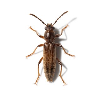 Escarabajo de la carcoma