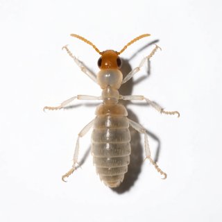 Termita