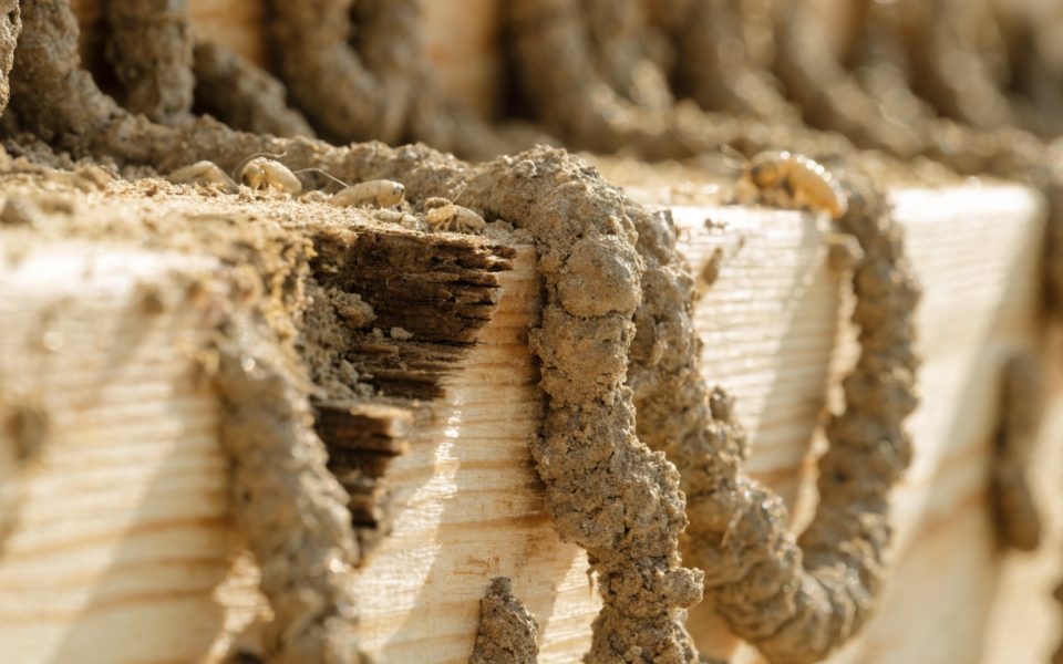 Madera atacada por termitas con canales de barro