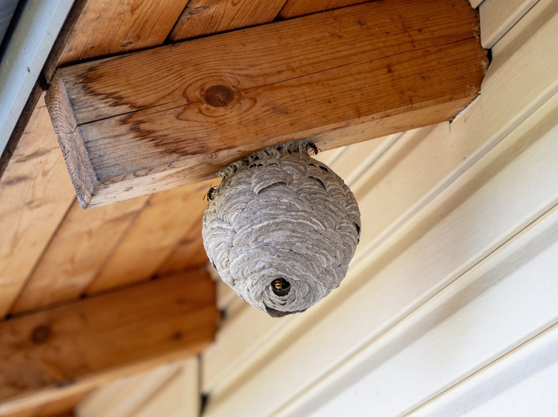 Nido de avispas en el alero de una casa a la luz del día en Mallorca
