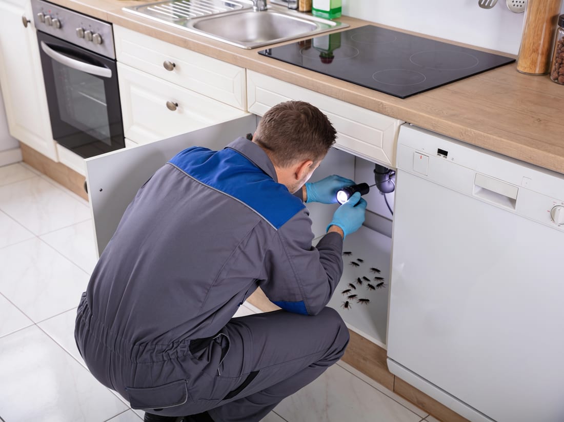Técnico de Termicor inspeccionando una cocina de Mallorca en busca del foco de cucarachas