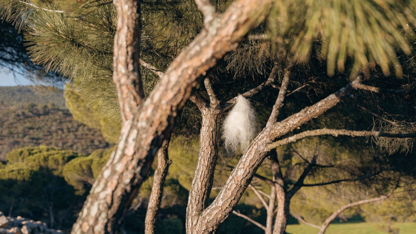 Pinos mediterráneos con un nido de procesionaria en Mallorca