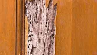 Viga de madera que suena a hueco por termitas