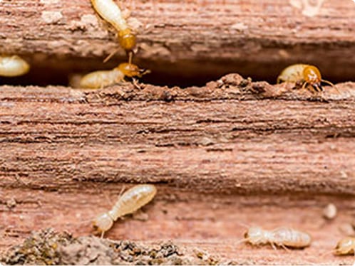 Madera dañada en su interior por termitas